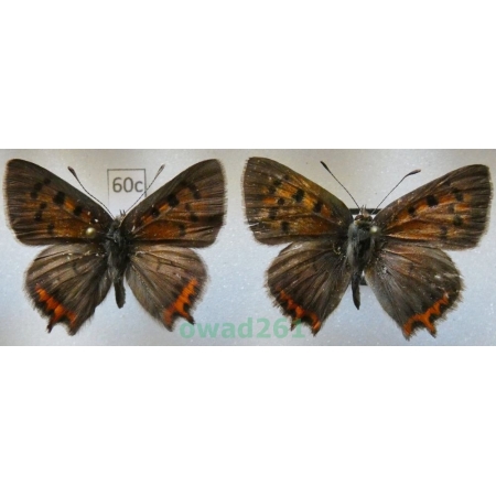 Lycaena phlaeas (Linnaeus, 1761) 2xmale Bulgaria60c